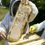 Science Behind Bees Choosing Nesting Sites and How to Influence Them