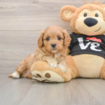 Toy Cavapoo Puppies for Sale: A Practical Guide to Choosing the Right Puppy