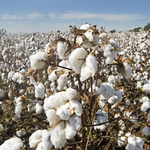 How to Choose a Cotton Gin Saw Shaft in Georgia