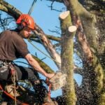Why Choose Tree Surgery for Damaged or Overgrown Trees?